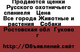 Продаются щенки Русского охотничьего спаниеля › Цена ­ 25 000 - Все города Животные и растения » Собаки   . Ростовская обл.,Гуково г.